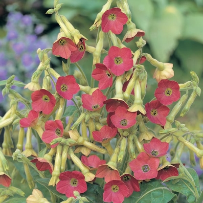 Picture of Nicotiana - Tinkerbells F2